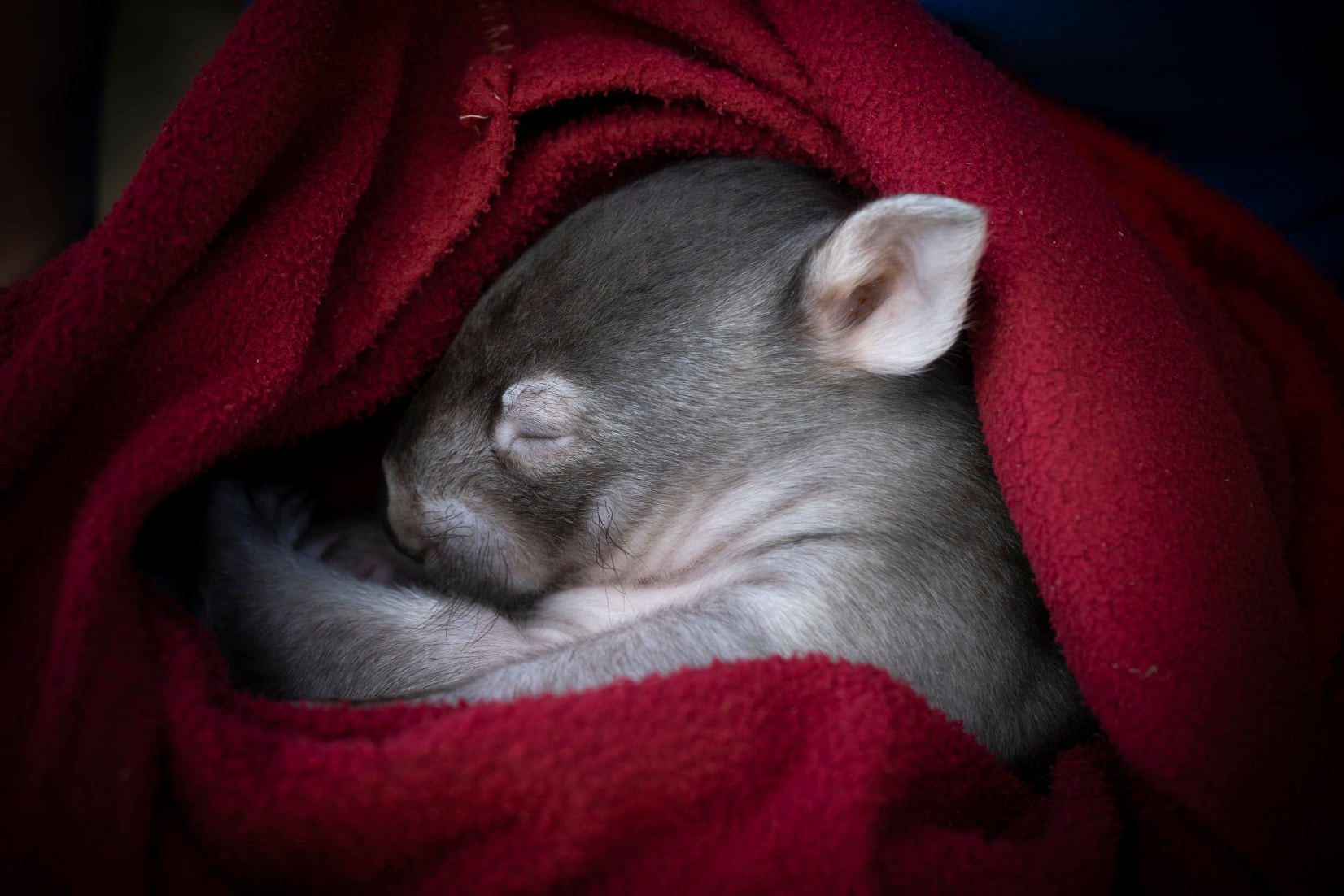 Wombat.jpg